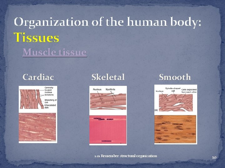 Organization of the human body: Tissues Muscle tissue Cardiac Skeletal 1. 01 Remember structural