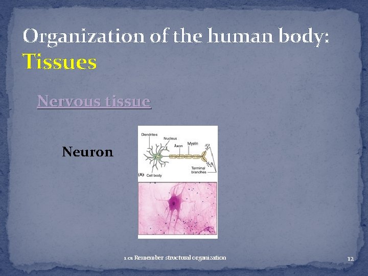 Organization of the human body: Tissues Nervous tissue Neuron 1. 01 Remember structural organization