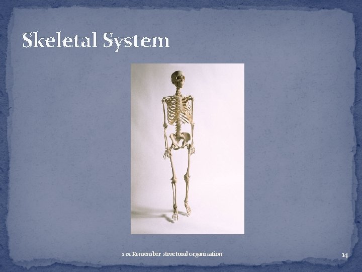 Skeletal System 1. 01 Remember structural organization 14 