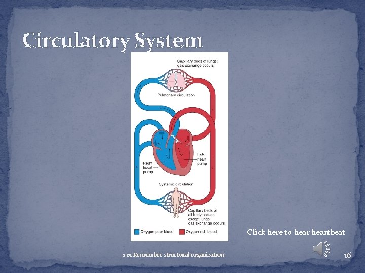 Circulatory System Click here to heartbeat 1. 01 Remember structural organization 16 