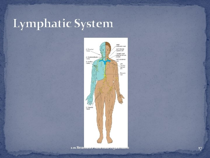 Lymphatic System 1. 01 Remember structural organization 17 