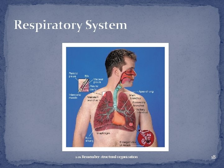 Respiratory System 1. 01 Remember structural organization 18 