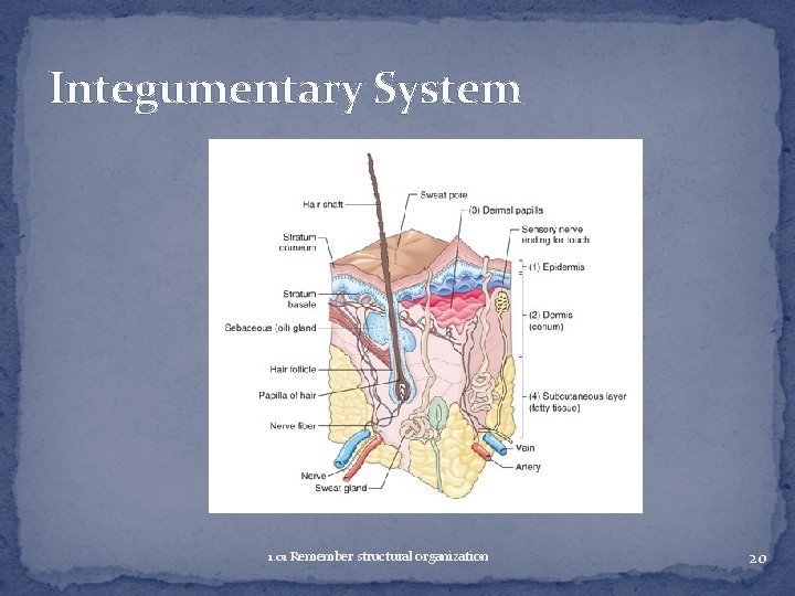 Integumentary System 1. 01 Remember structural organization 20 