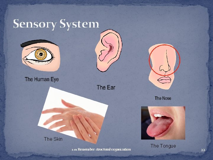 Sensory System The Skin 1. 01 Remember structural organization The Tongue 22 