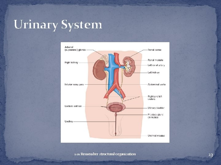 Urinary System 1. 01 Remember structural organization 23 