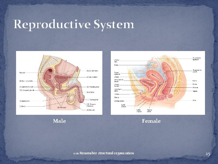 Reproductive System Male Female 1. 01 Remember structural organization 25 