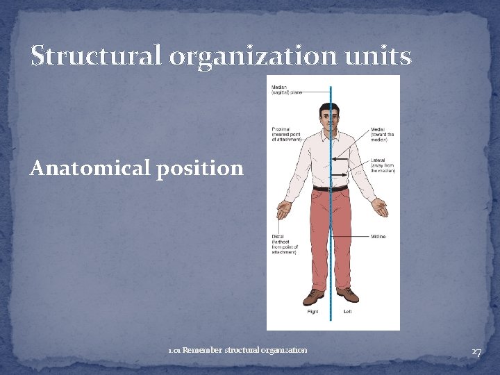 Structural organization units Anatomical position 1. 01 Remember structural organization 27 