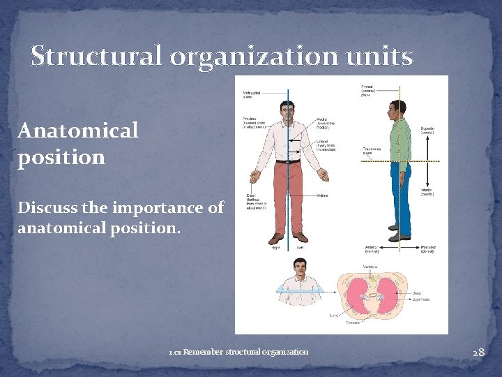 Structural organization units Anatomical position Discuss the importance of anatomical position. 1. 01 Remember