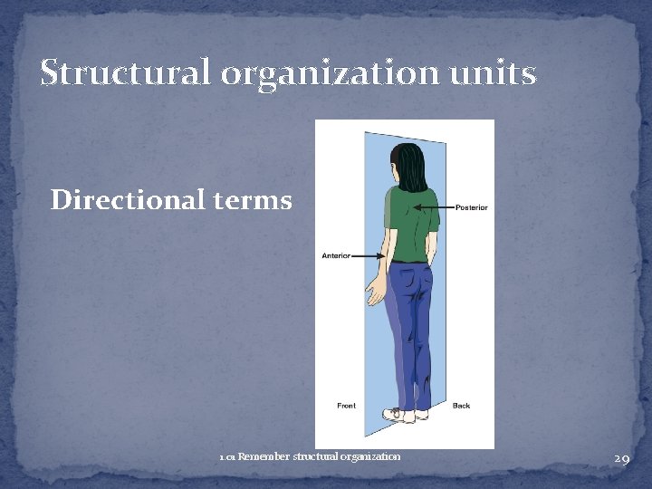 Structural organization units Directional terms 1. 01 Remember structural organization 29 