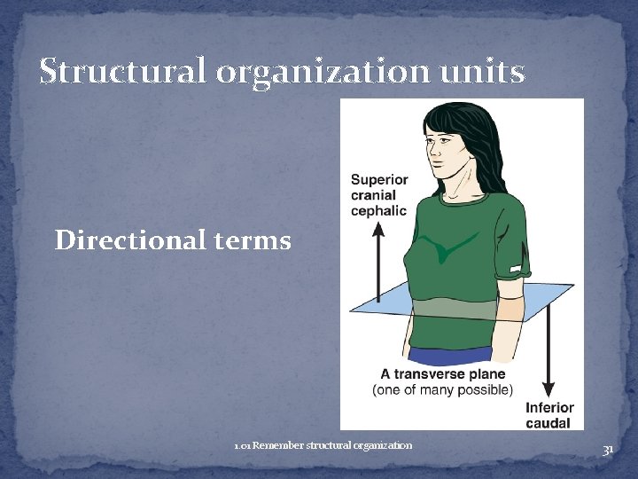 Structural organization units Directional terms 1. 01 Remember structural organization 31 