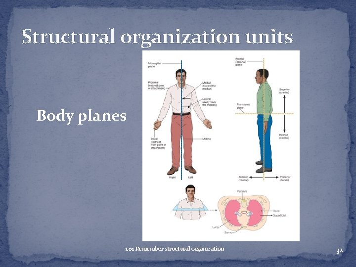Structural organization units Body planes 1. 01 Remember structural organization 32 