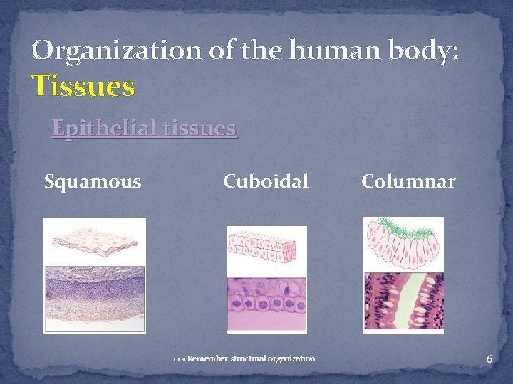 Organization of the human body: Tissues Epithelial tissues Squamous Cuboidal 1. 01 Remember structural