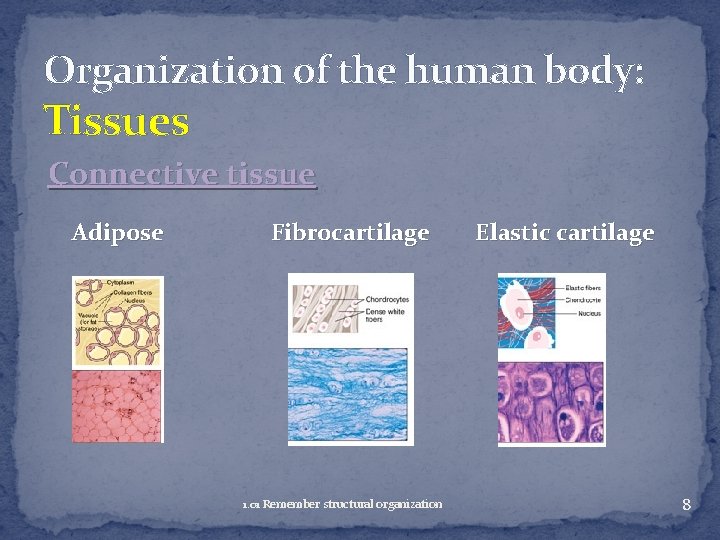 Organization of the human body: Tissues Connective tissue Adipose Fibrocartilage 1. 01 Remember structural
