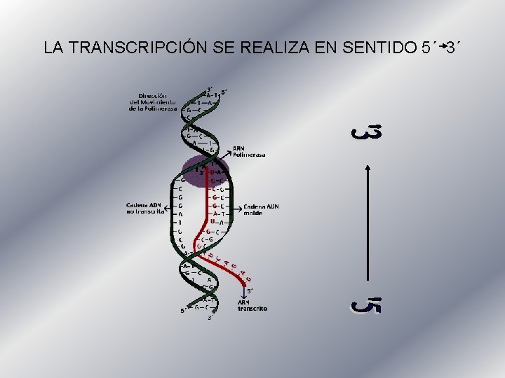 LA TRANSCRIPCIÓN SE REALIZA EN SENTIDO 5´ 3´ 