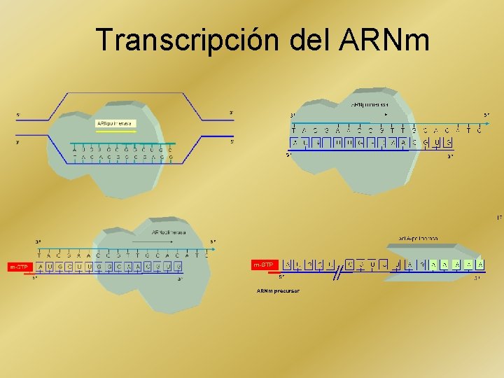 Transcripción del ARNm 