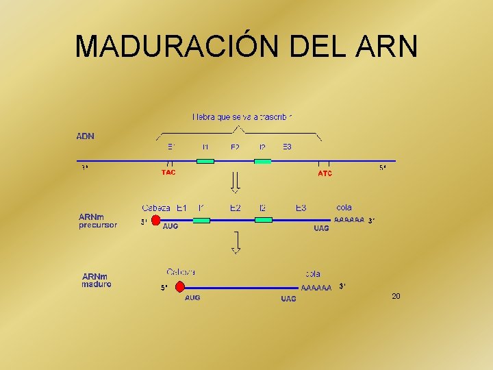 MADURACIÓN DEL ARN 
