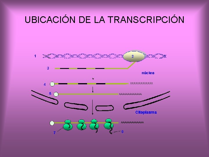 UBICACIÓN DE LA TRANSCRIPCIÓN 