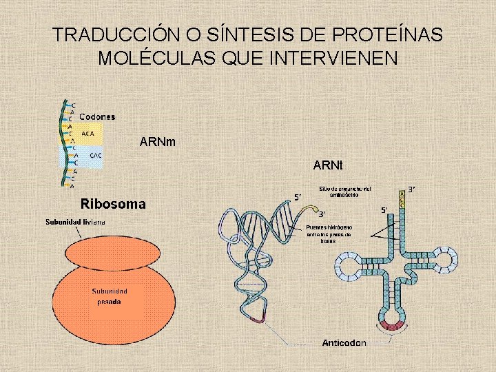 TRADUCCIÓN O SÍNTESIS DE PROTEÍNAS MOLÉCULAS QUE INTERVIENEN ARNm ARNt 