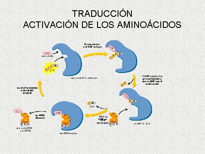 TRADUCCIÓN ACTIVACIÓN DE LOS AMINOÁCIDOS 