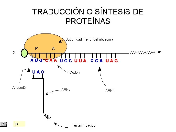 TRADUCCIÓN O SÍNTESIS DE PROTEÍNAS Subunidad menor del ribosoma 5’ P A AAAAAA 3’