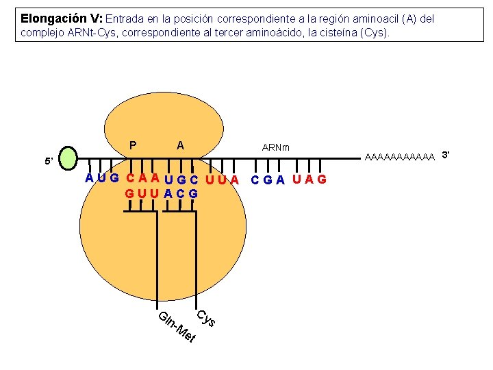 Elongación V: Entrada en la posición correspondiente a la región aminoacil (A) del complejo