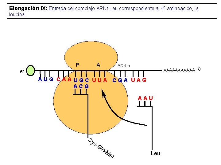 Elongación IX: Entrada del complejo ARNt-Leu correspondiente al 4º aminoácido, la leucina. P A
