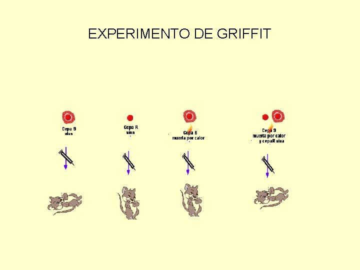 EXPERIMENTO DE GRIFFIT 