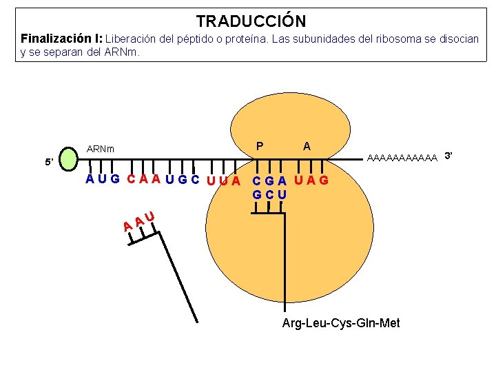 TRADUCCIÓN Finalización I: Liberación del péptido o proteína. Las subunidades del ribosoma se disocian