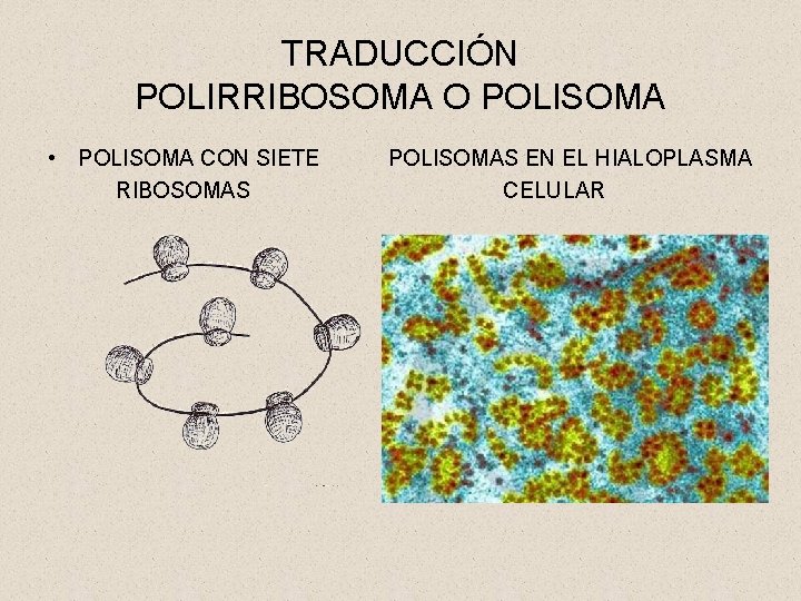 TRADUCCIÓN POLIRRIBOSOMA O POLISOMA • POLISOMA CON SIETE RIBOSOMAS POLISOMAS EN EL HIALOPLASMA CELULAR