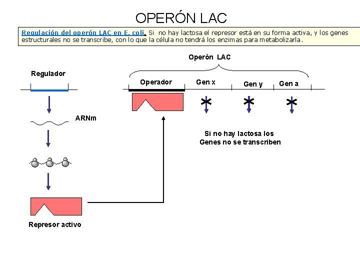 OPERÓN LAC Regulación del operón LAC en E. coli. Si no hay lactosa el
