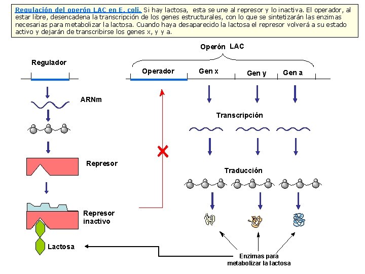 Regulación del operón LAC en E. coli. Si hay lactosa, esta se une al