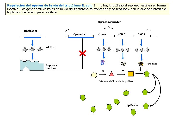 Regulación del operón de la vía del triptófano E. coli. Si no hay triptófano