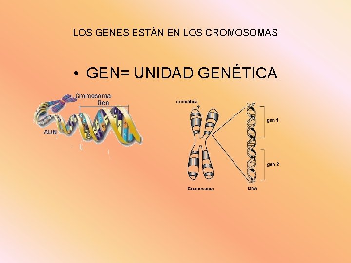 LOS GENES ESTÁN EN LOS CROMOSOMAS • GEN= UNIDAD GENÉTICA 