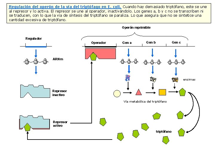 Regulación del operón de la vía del triptófago en E. coli. Cuando hay demasiado