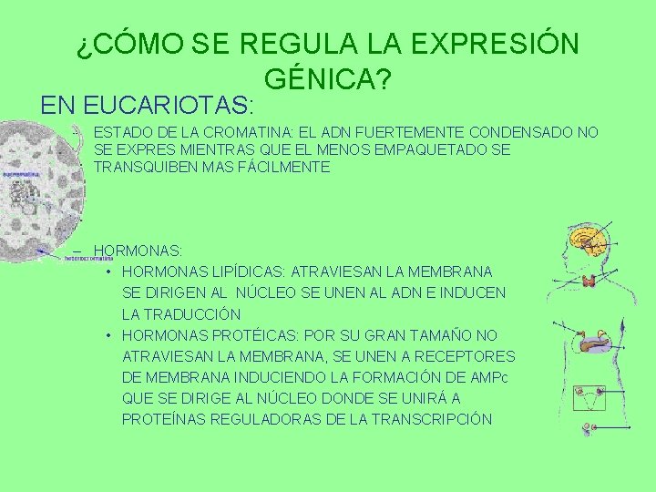 ¿CÓMO SE REGULA LA EXPRESIÓN GÉNICA? EN EUCARIOTAS: – ESTADO DE LA CROMATINA: EL