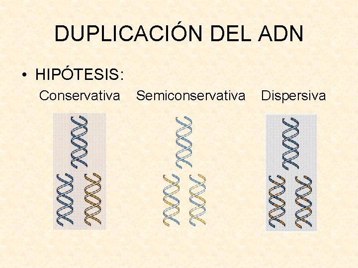 DUPLICACIÓN DEL ADN • HIPÓTESIS: Conservativa Semiconservativa Dispersiva 