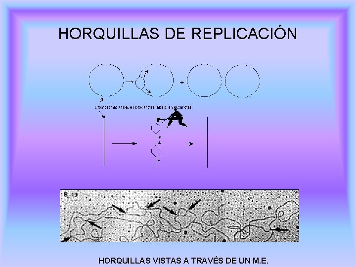 HORQUILLAS DE REPLICACIÓN HORQUILLAS VISTAS A TRAVÉS DE UN M. E. 