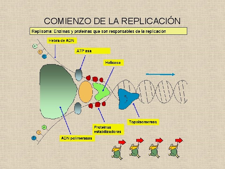 COMIENZO DE LA REPLICACIÓN 