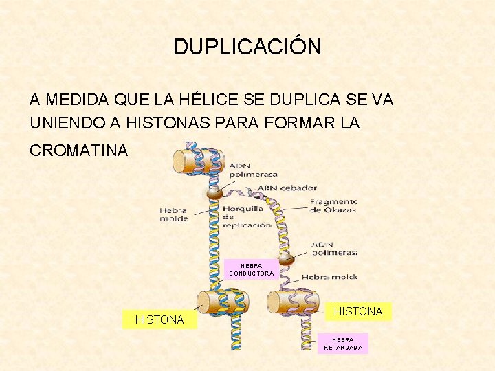 DUPLICACIÓN A MEDIDA QUE LA HÉLICE SE DUPLICA SE VA UNIENDO A HISTONAS PARA