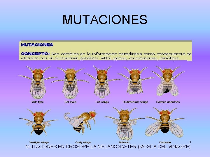 MUTACIONES EN DROSOPHILA MELANOGASTER (MOSCA DEL VINAGRE) 