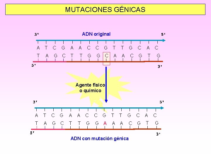 MUTACIONES GÉNICAS ADN original A T C G A A C C G T