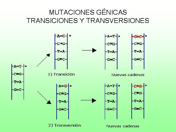 MUTACIONES GÉNICAS TRANSICIONES Y TRANSVERSIONES 