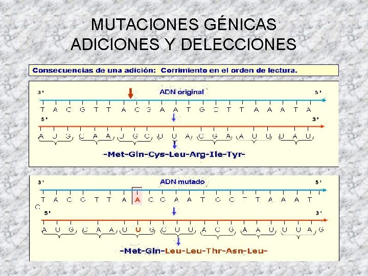 MUTACIONES GÉNICAS ADICIONES Y DELECCIONES 