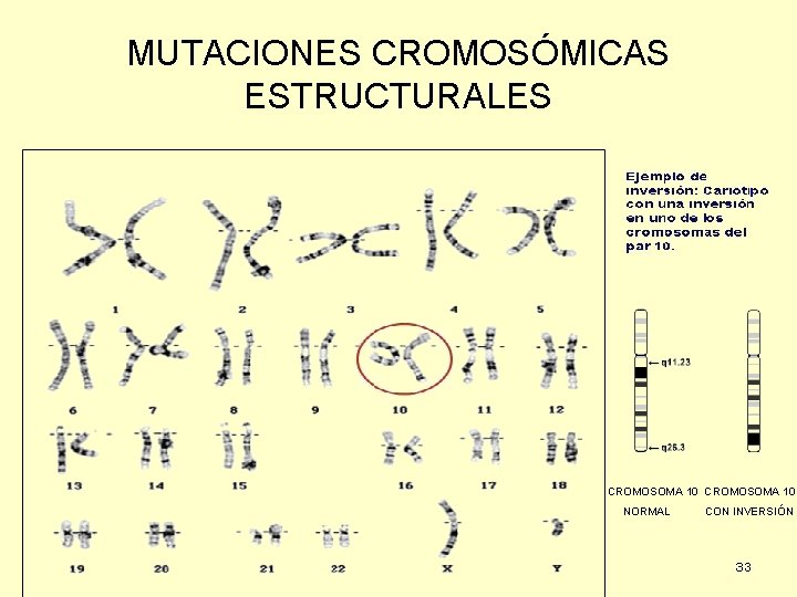 MUTACIONES CROMOSÓMICAS ESTRUCTURALES CROMOSOMA 10 NORMAL CON INVERSIÓN 