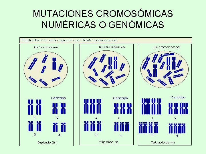 MUTACIONES CROMOSÓMICAS NUMÉRICAS O GENÓMICAS 