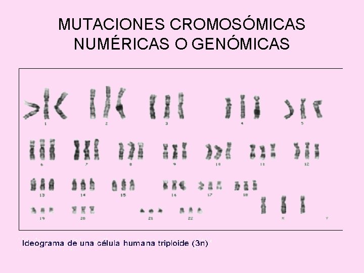 MUTACIONES CROMOSÓMICAS NUMÉRICAS O GENÓMICAS 