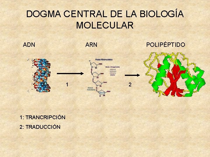 DOGMA CENTRAL DE LA BIOLOGÍA MOLECULAR ADN ARN 1 1: TRANCRIPCIÓN 2: TRADUCCIÓN POLIPÉPTIDO