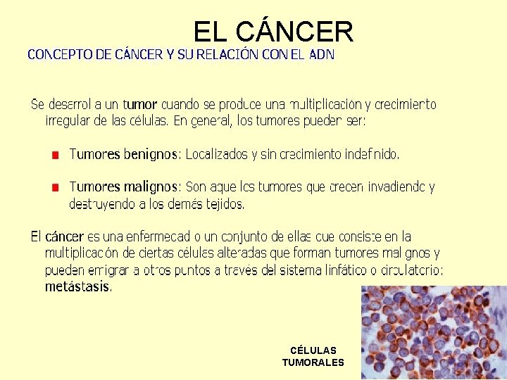 EL CÁNCER CÉLULAS TUMORALES 