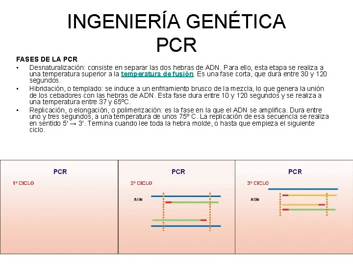 INGENIERÍA GENÉTICA PCR FASES DE LA PCR • Desnaturalización: consiste en separar las dos