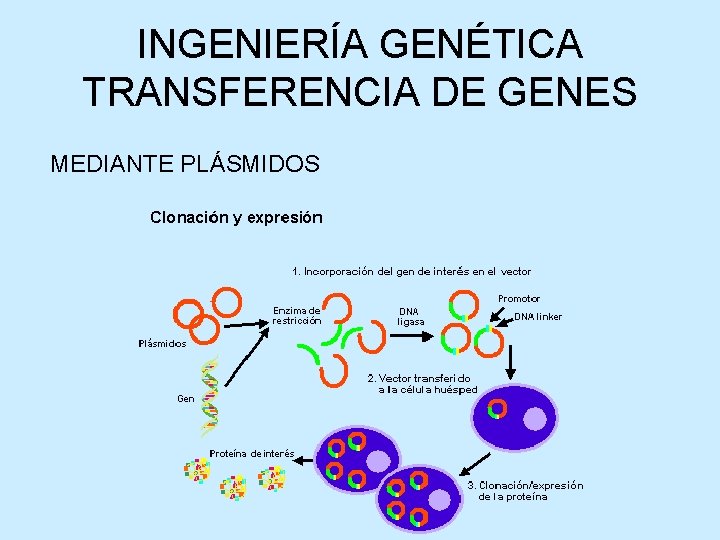 INGENIERÍA GENÉTICA TRANSFERENCIA DE GENES MEDIANTE PLÁSMIDOS 